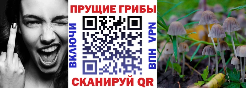 Псилоцибиновые грибы Psilocybe  Купить закладки  Каргополь 